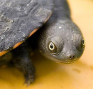 Baby Eastern Long-Necked Turtles - Amazing Amazon