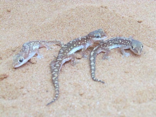 Beaded Geckos - Amazing Amazon