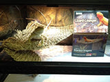 Bearded Dragon Reptile Hammock Large - Amazing Amazon