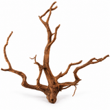 BioScape Amber Gold Spider Roots Medium 20 to 30cm natural aquarium wood