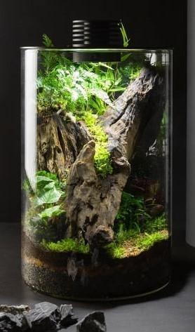 Bioscape Nano Moss Terrarium - 150 Cylinder - Amazing Amazon