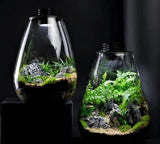 Bioscape Nano Moss Terrarium - 175 Rounded - Amazing Amazon
