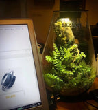 Bioscape Nano Moss Terrarium - 200 Rounded - Amazing Amazon