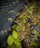 BioScape Perfect Moss Matting - Amazing Amazon