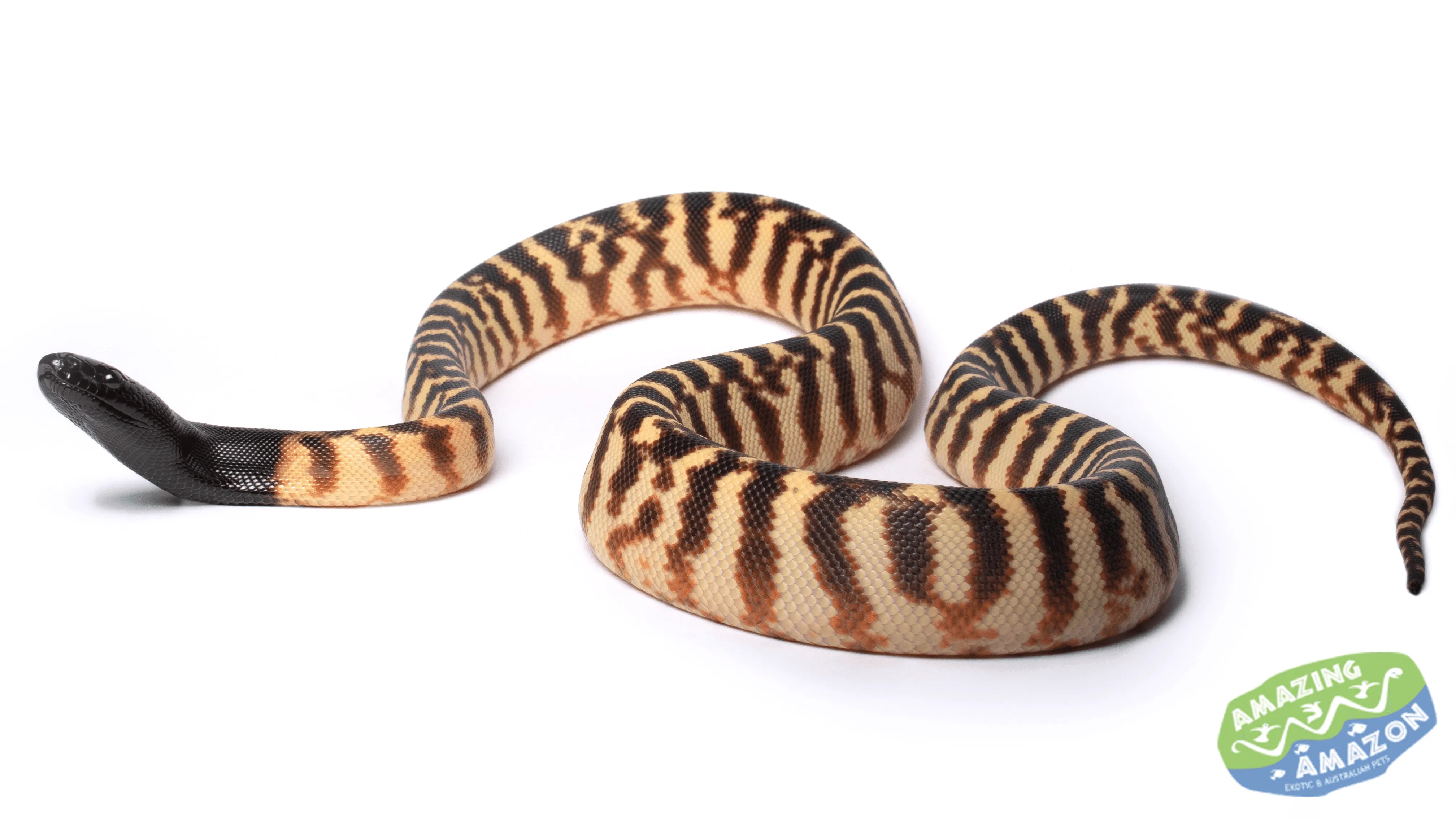 Black Headed Python Black Headed Python | Aquarium and Reptiles | Amazing Amazon