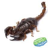 Black Rock Scorpions - Amazing Amazon