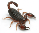 Black Rock Scorpions - Amazing Amazon