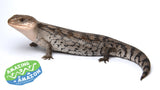 Blotched Blue Tongue Lizards - Amazing Amazon