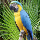 Blue and Gold Macaw - Amazing Amazon