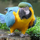 Blue and Gold Macaw - Amazing Amazon