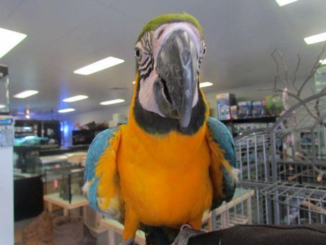 Blue and Gold Macaw - Amazing Amazon