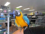 Blue and Gold Macaw - Amazing Amazon