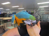 Blue and Gold Macaw - Amazing Amazon