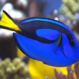 Blue Tang - Amazing Amazon