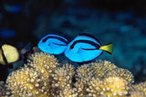 Blue Tang - Amazing Amazon