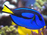 Blue Tang - Amazing Amazon