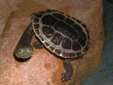 Broad Shelled Turtle - Amazing Amazon