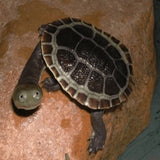 Broad Shelled Turtle - Amazing Amazon