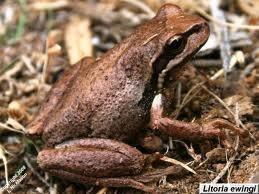 Brown Tree Frogs - Amazing Amazon