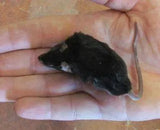 Bulk Frozen Adult Mice (100) - Amazing Amazon