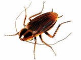 Bulk Live Cockroaches (Woodies) 500 Small - Amazing Amazon