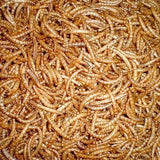 Bulk Mealworms 1kg - Amazing Amazon