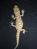 Bynoes Gecko - Amazing Amazon