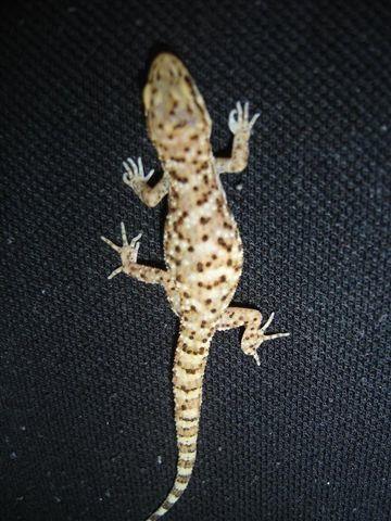 Bynoes Gecko (Parthenogentic) - Amazing Amazon