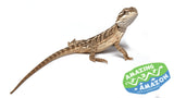 Central Bearded Dragons - Amazing Amazon