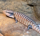 Centralian Blue Tongue Lizard - Amazing Amazon