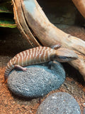 Centralian Blue Tongue Lizard - Amazing Amazon