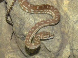 Centralian Carpet Python (Bredli) - Amazing Amazon