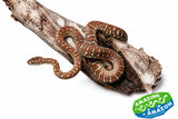 Centralian Carpet Python (Bredli)