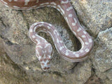 Centralian Carpet Python (Bredli) - Amazing Amazon