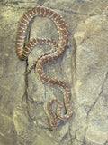Centralian Carpet Python (Bredli) - Amazing Amazon