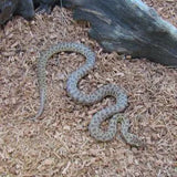 Childrens Pythons - Amazing Amazon