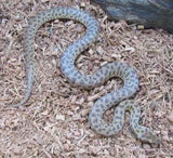 Childrens Pythons - Amazing Amazon