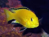 Cichlids - Amazing Amazon