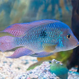 Cichlids - Amazing Amazon