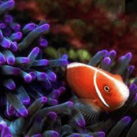 Clown Fish - Amazing Amazon