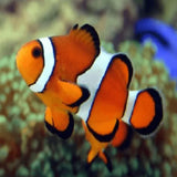 Clown Fish - Amazing Amazon