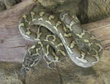Coastal Carpet Python - Amazing Amazon