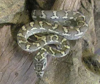 Pure Coastal Python Coastal Carpet Python | Aquarium and Reptiles | Amazing Amazon