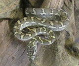 Coastal Carpet Python - Amazing Amazon