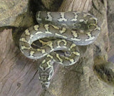 Coastal Carpet Python - Amazing Amazon