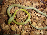 Common Tree Snake - Amazing Amazon