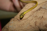 Common Tree Snake - Amazing Amazon