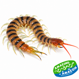 Cormocephalus westwoodi Westwood's Green Centipede