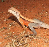 Crested Dragons - Amazing Amazon