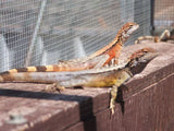 Crested Dragons - Amazing Amazon